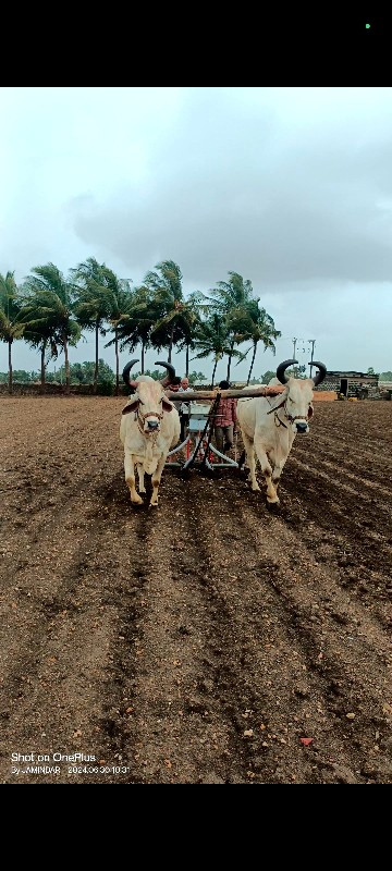 બળદ વેચવાના છે....