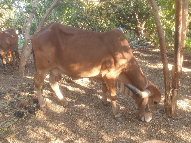 ગીર ગાય વેચ વાન...