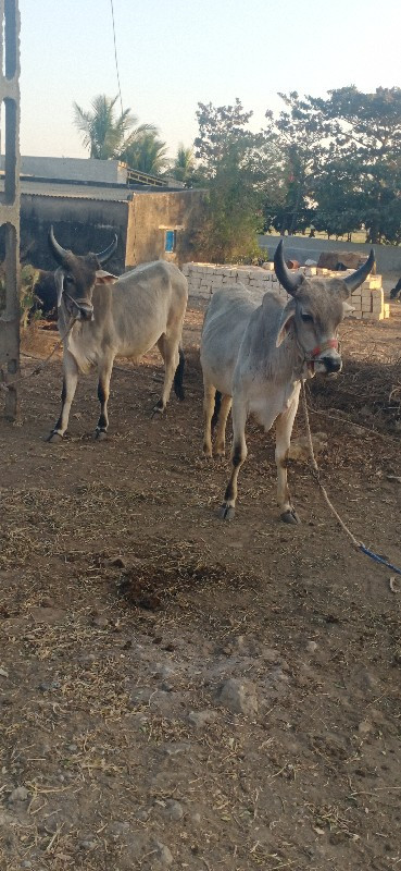 આલાભાઈ દેથરીયા