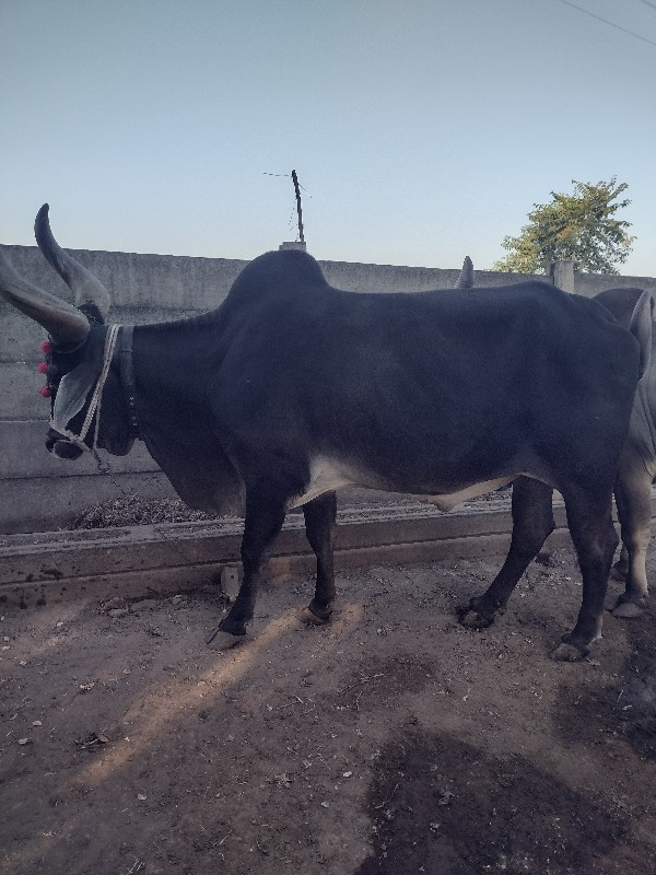 જંબા ફુલ પનીયાર...