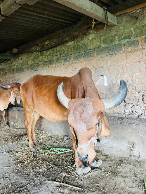 ગાય વેસવાની છે