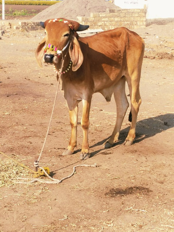 બેદા તે માંકડો...