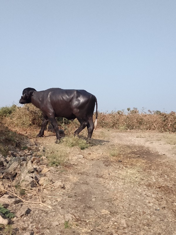 પાડોવેસવાનોછે