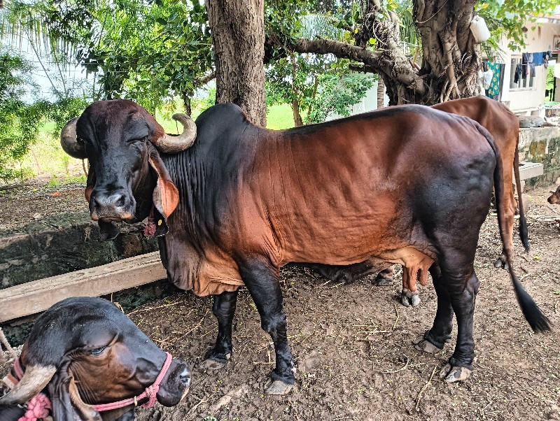 ગાય વેચવાની છે