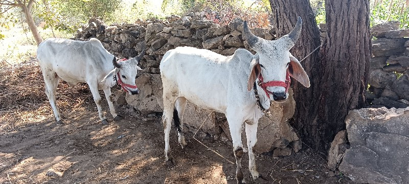 ગોઢલા વેચ વાના...