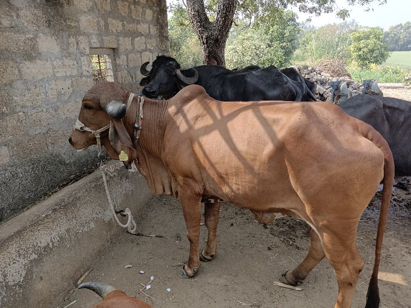 ગીર હોડકી વેસાવ...