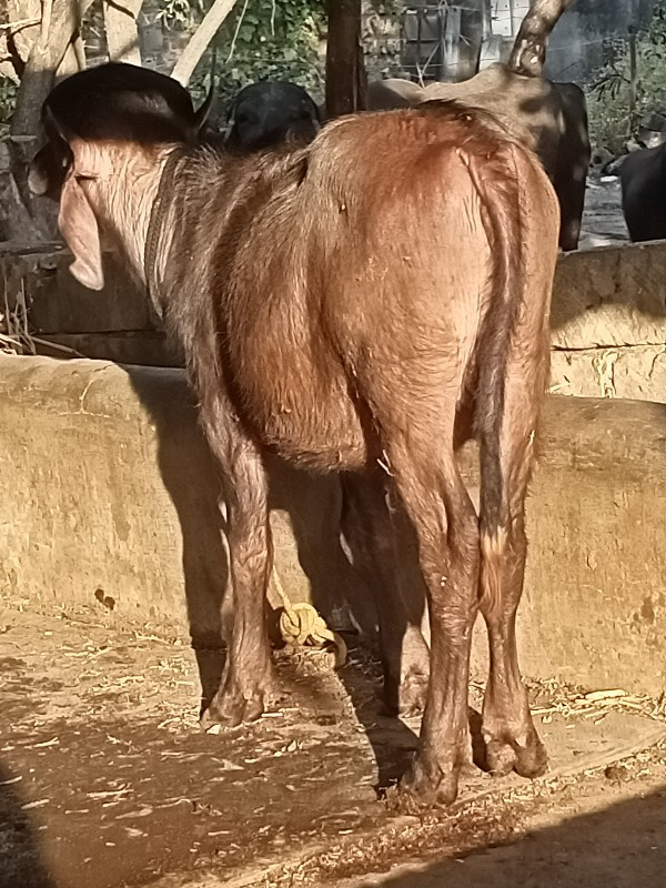 jafari padii ve...