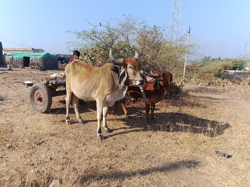 badki Gaon Talu...