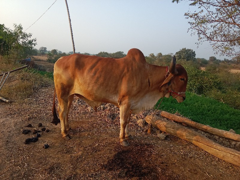 ગોઠલો બીજી ધરનો