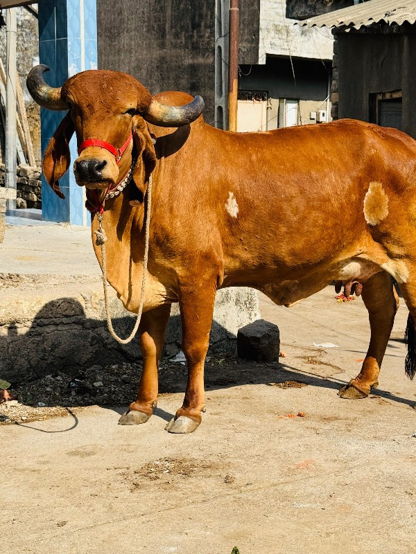 ગાય વેચવાની છે