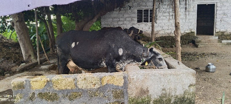 ગાય વેચવાની છે...