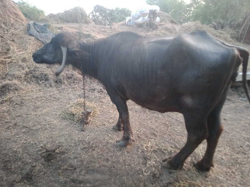 ચોથું.વેતર