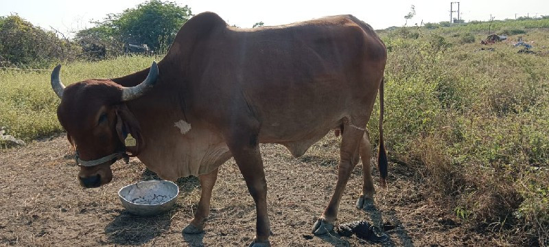 ગાય વેચવાની છે