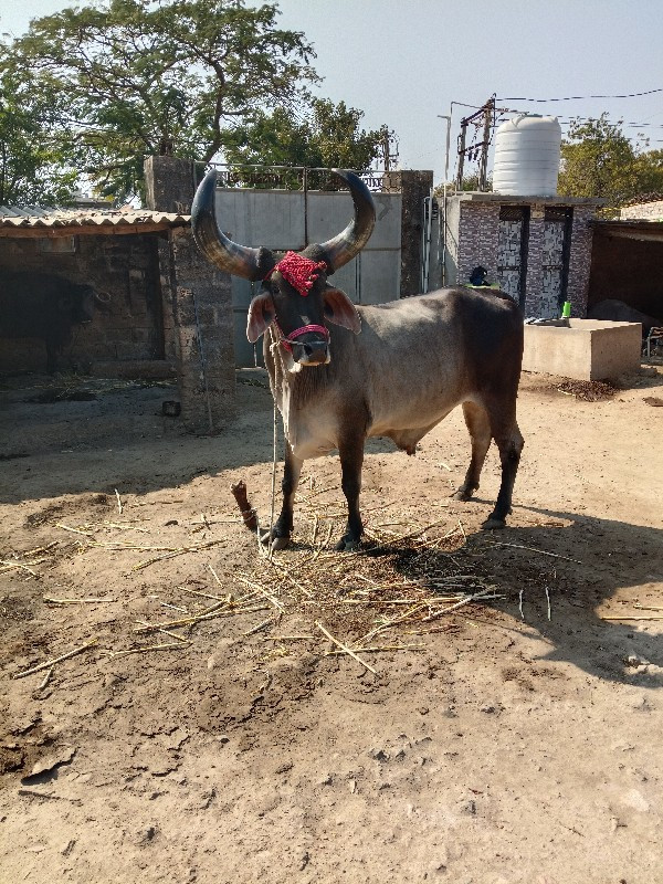 બડદ વેંચવાનો છે