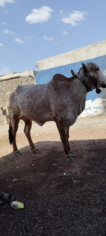 કાબરી ગાય વેચવા...