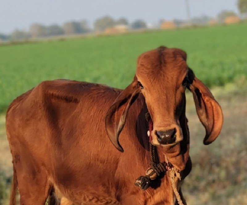 ગાય