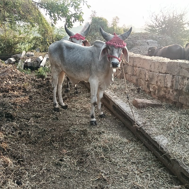 ગોઢલા વેસવા ના...