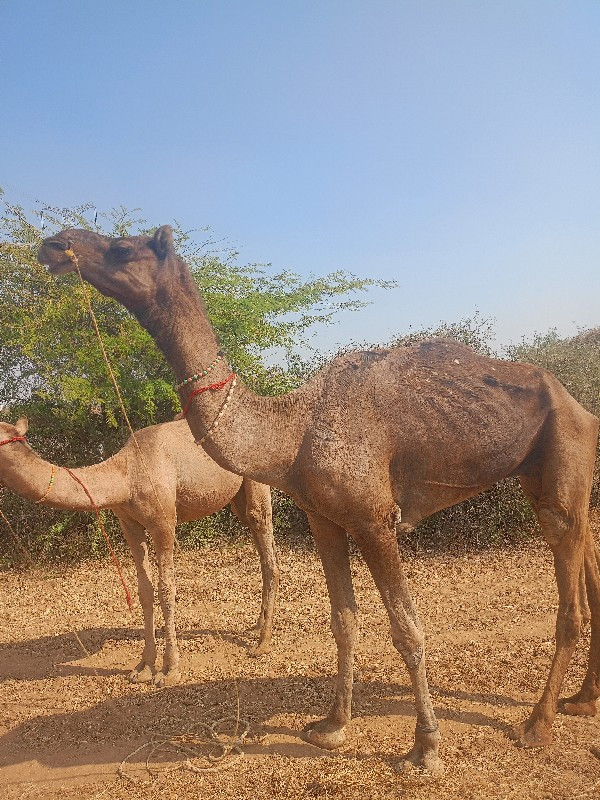 રા રબારી