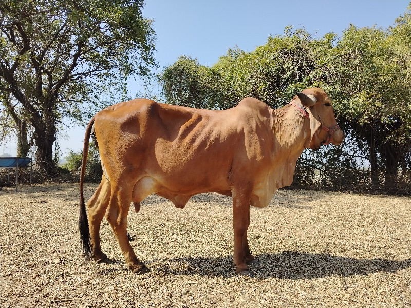 ગીર ગાય વેચવાની...