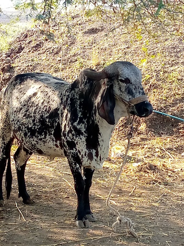 ગાય વેચવાની છે