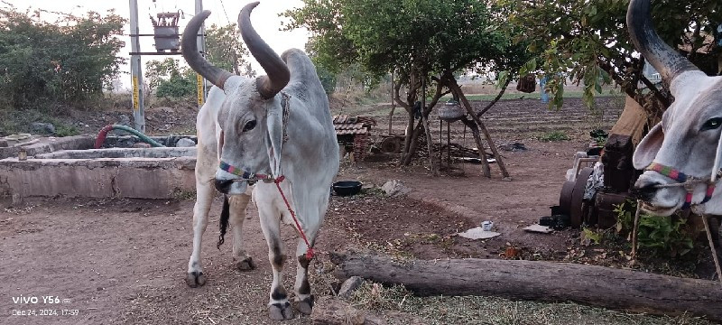 બલદ વેશવાનો છે