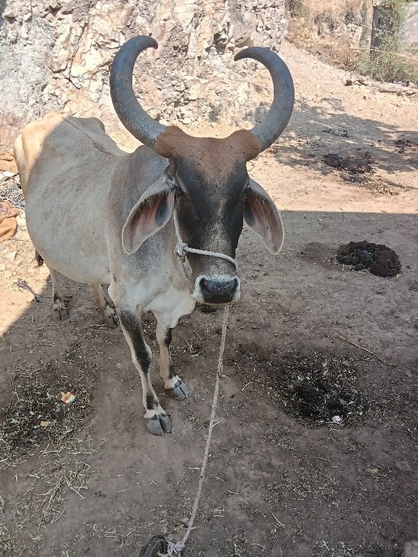 ગાય વેચવાની છે