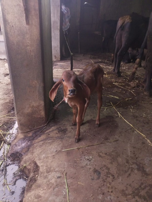 ગીર ગાય વેસવાની...