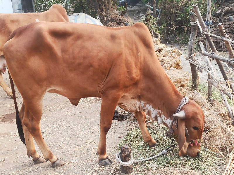 હોડકીવેચવાની છે