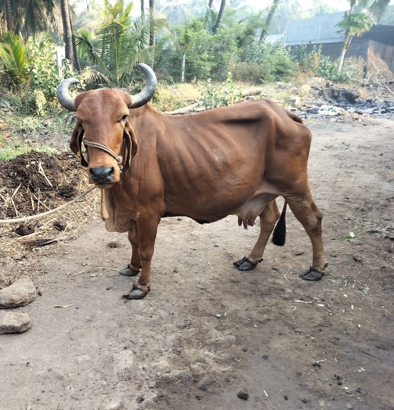 ગાય. વેશવાની  છ...