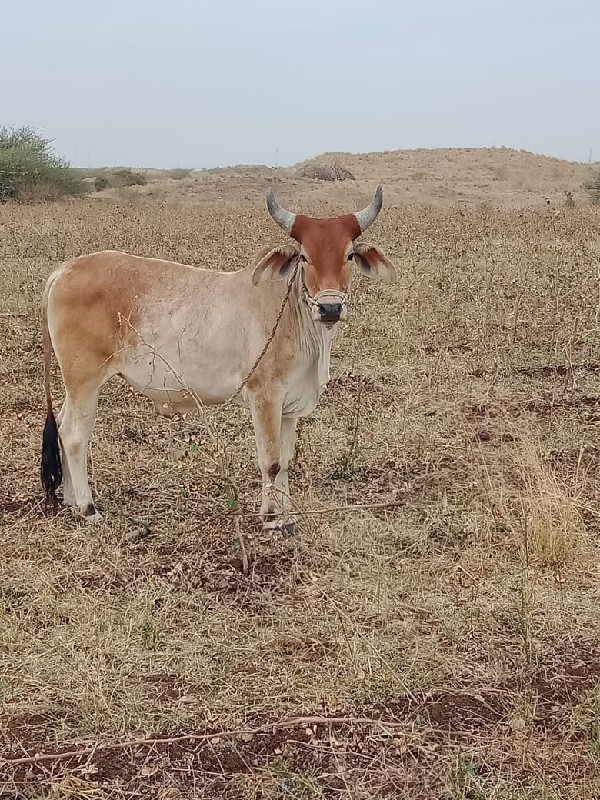 ગોધલા