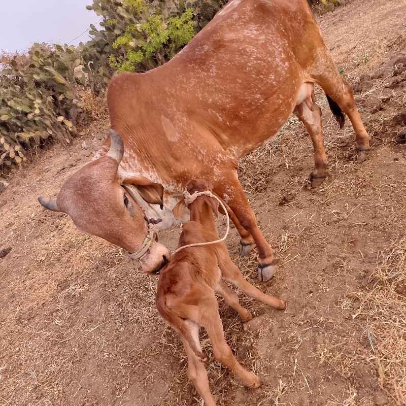 ગાય