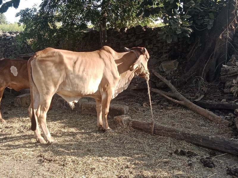 ગોધલો લેવાનોછે