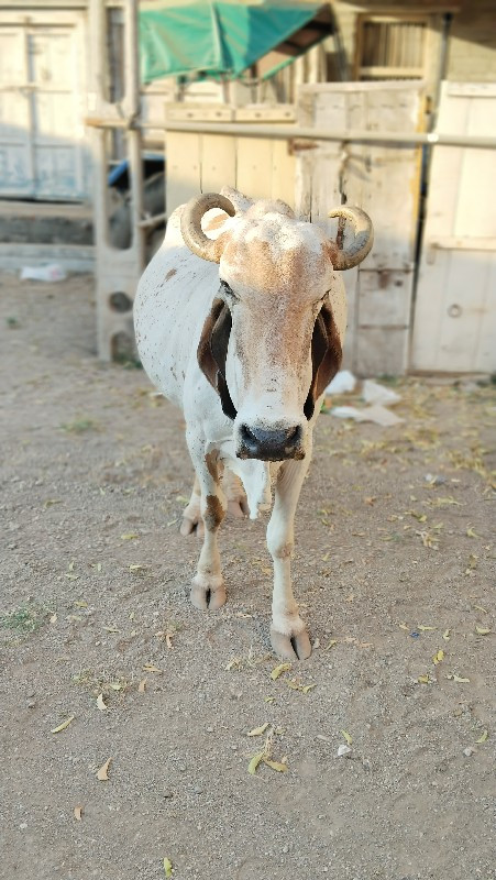 ધોળી ગાય વેસવાન...