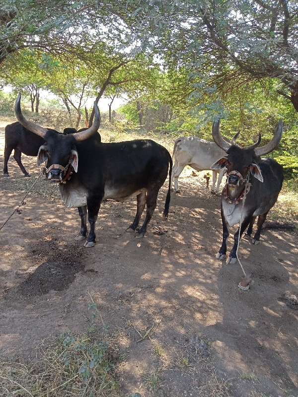 ગોઢલા વેચવાના છ...