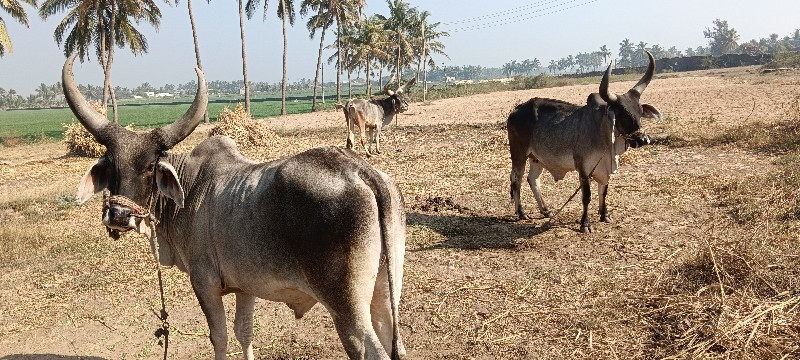 ગોઢલા