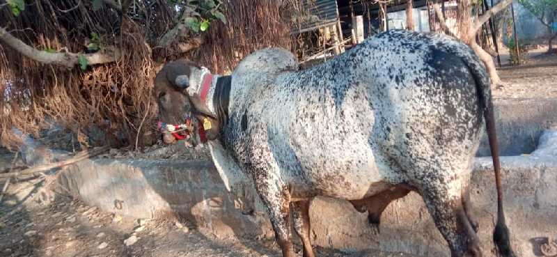 ખુટ વેચવાનો છે