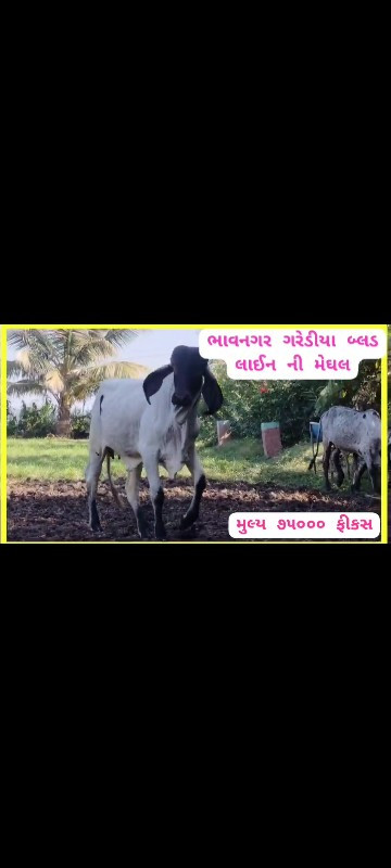 ગીર વાછડીઓ