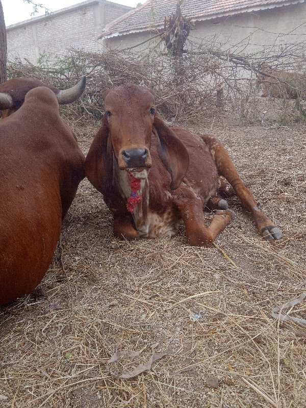 વાસડીવેશવાનેછે