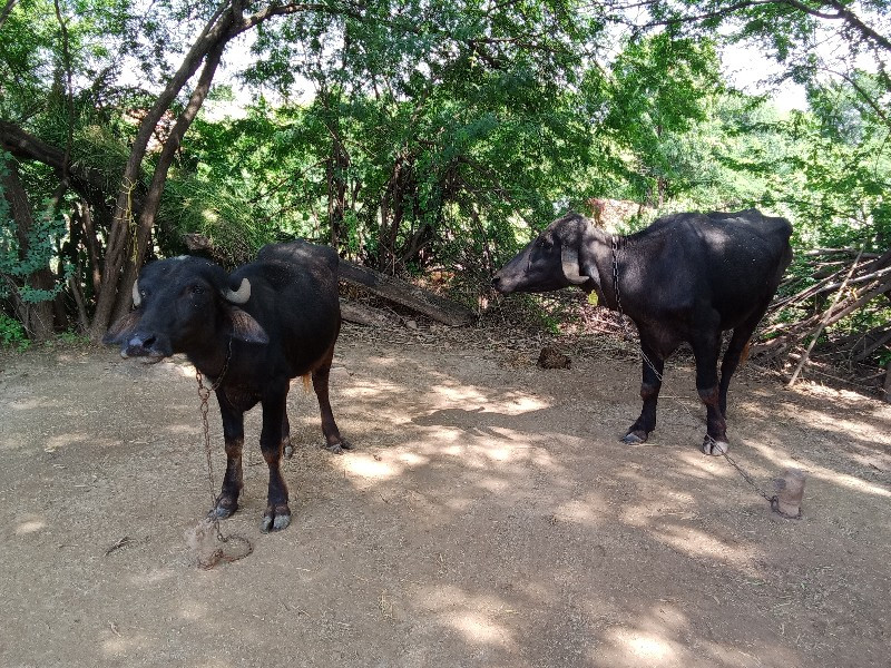 2 ખડેલી વેચવાની...