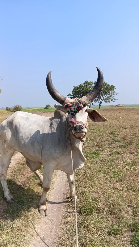 બળદ વેચવાના છે