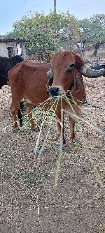 ગાય વેચવાની છે