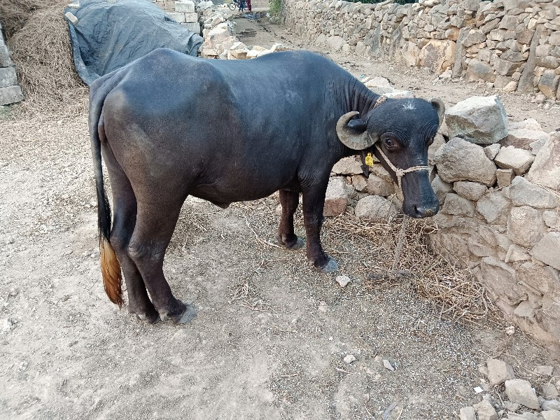 ખડૅલી વૅચવાની છ...