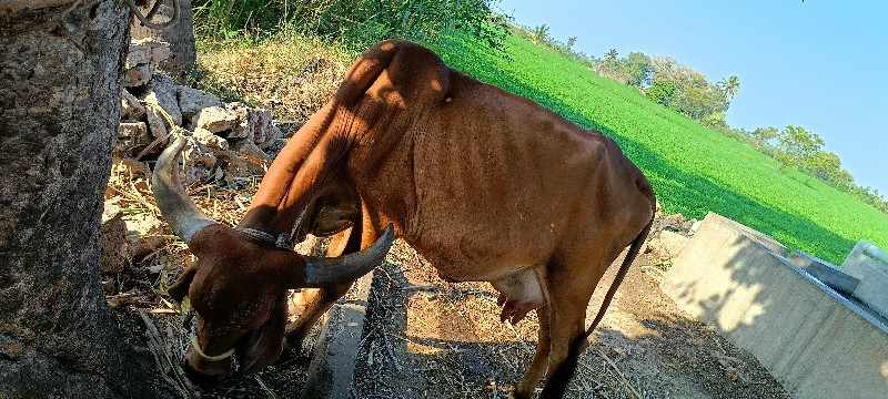 ગાય