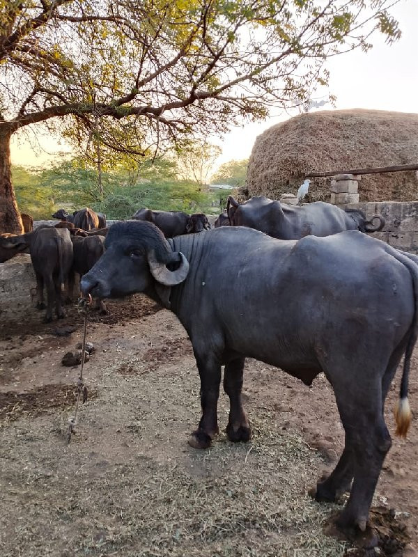 પાડો વેચવાનો છે