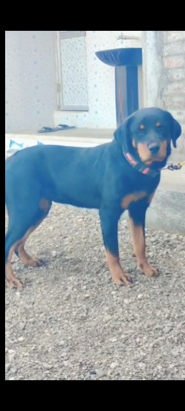 Rottweiler fema...