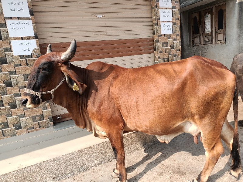 ગાય વેચવાની છે