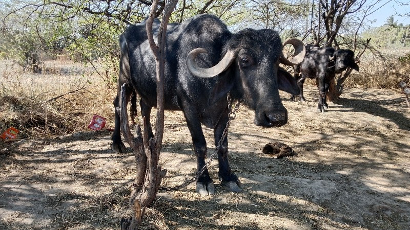 ભેંસ વેચવાની છે