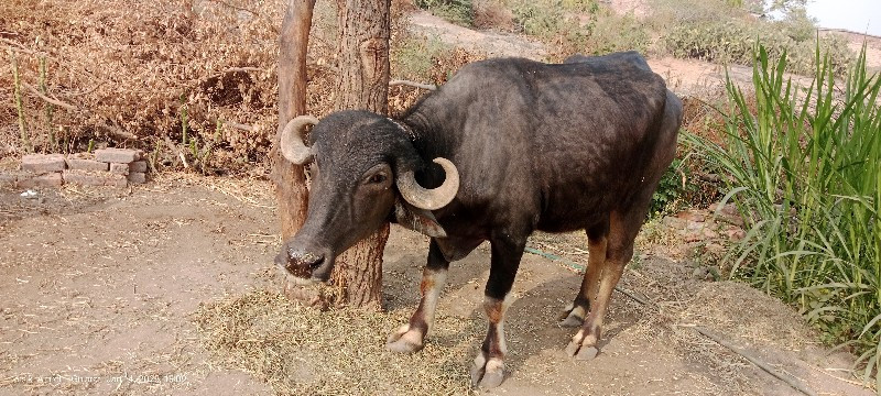 આ ખડેલ વેશવા ની