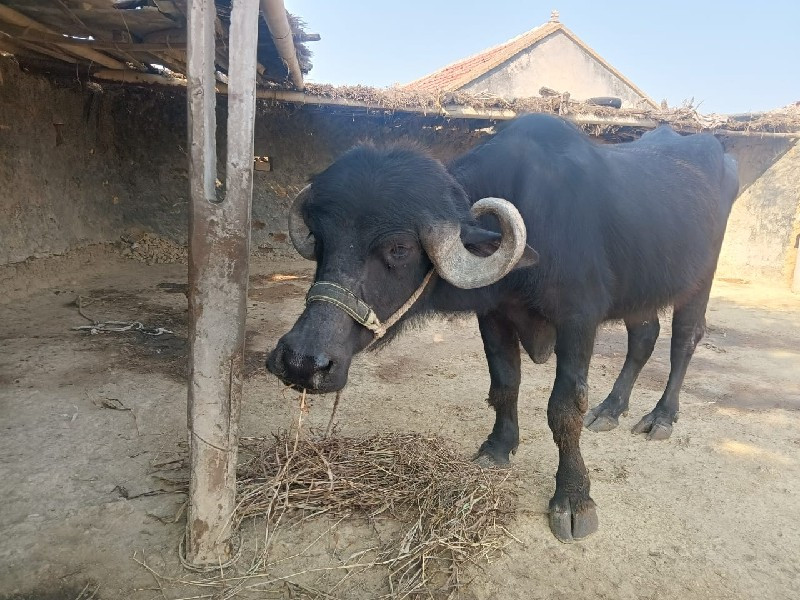 ખડેલી વેચવાની છ...