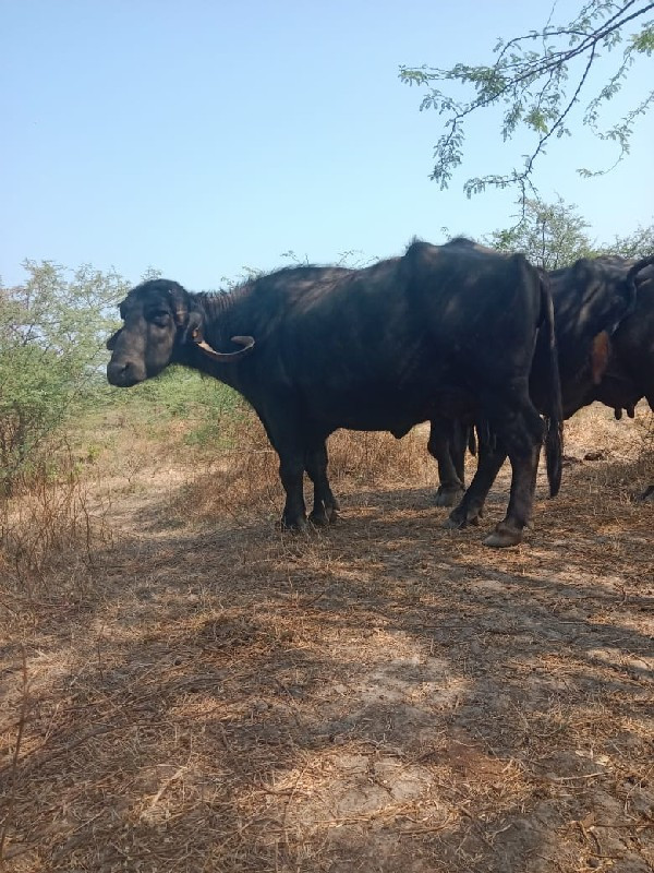 ભેંસ વેચવાની છે